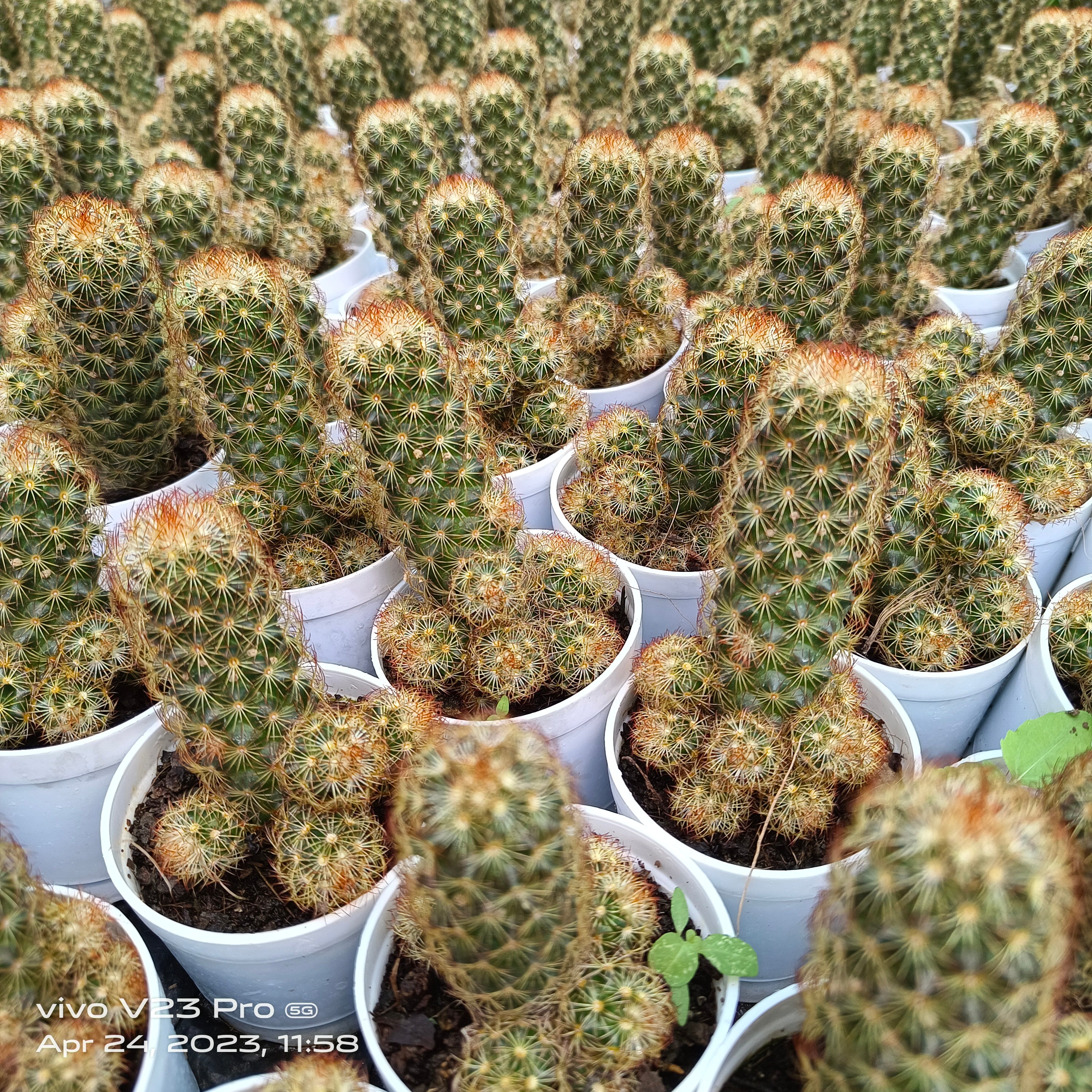 Mammillaria elongata (Common names: Ladyfinger Cactus, Golden Star Cactus) - Succulents Mart
