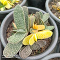 Variegated Gasteria - Succulents Mart