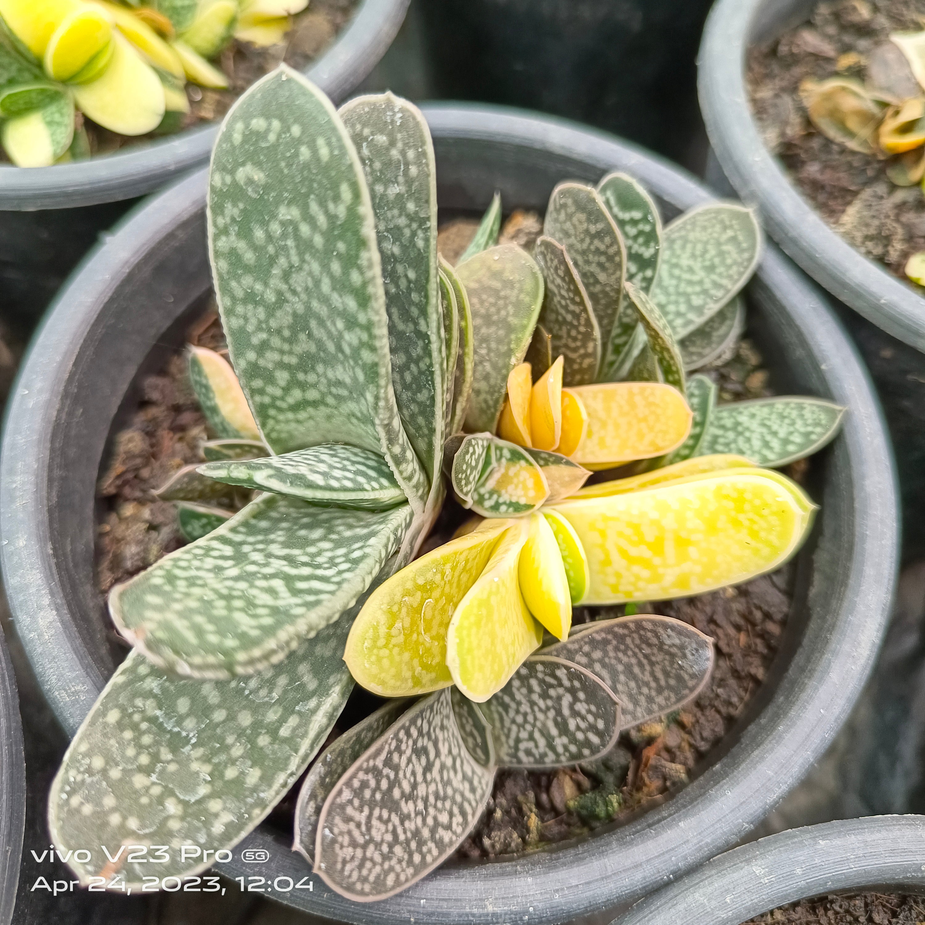 Variegated Gasteria - Succulents Mart