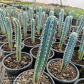 Cereus peruvianus - Succulents Mart