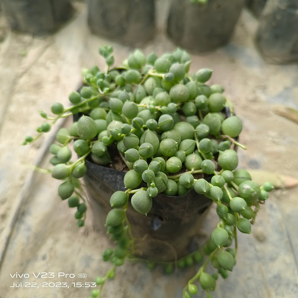 String of Pearls (BABY TOE) - Succulents Mart