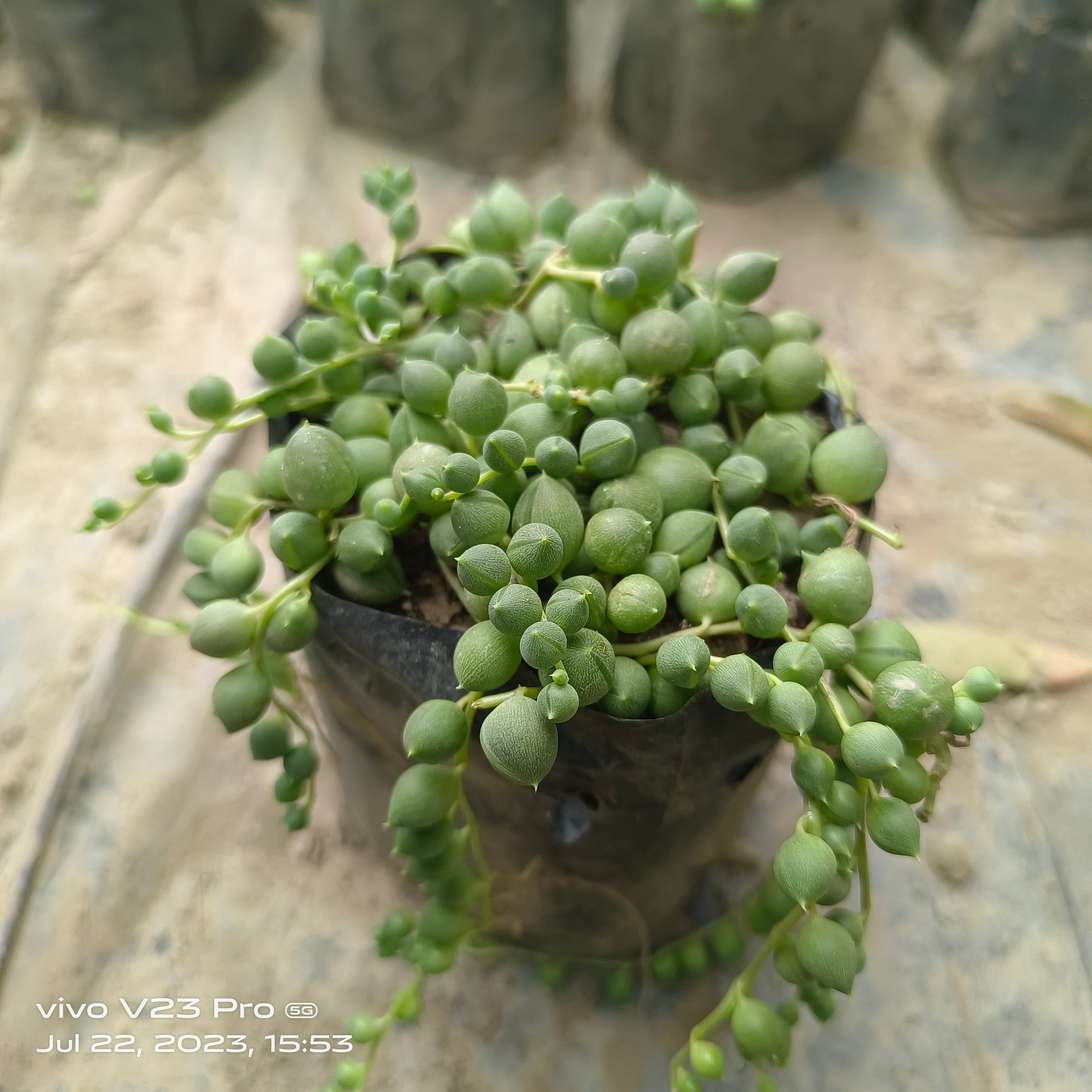 String of Pearls (BABY TOE) - Succulents Mart