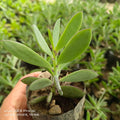 Crassula perfoliata var. falcata  (VERTICAL LEAF OR AIRPLANE PLANT) - Succulents Mart