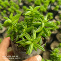 Crassula tetragona (Mini Pine Tree / Miniature Cypress) - Succulents Mart