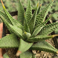 Haworthia limifolia - Succulents Mart