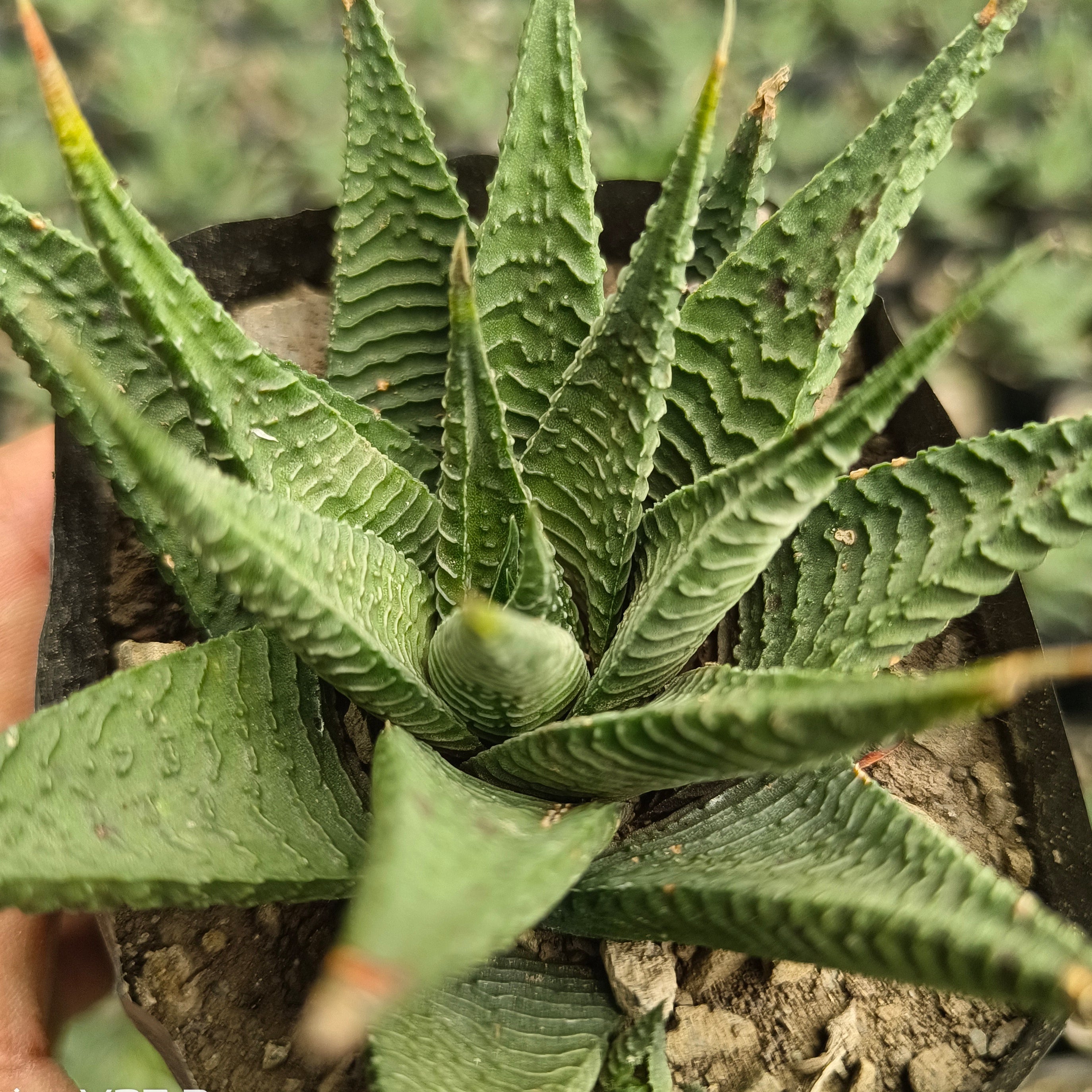 Haworthia limifolia - Succulents Mart