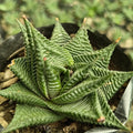 Haworthia limifolia - Succulents Mart
