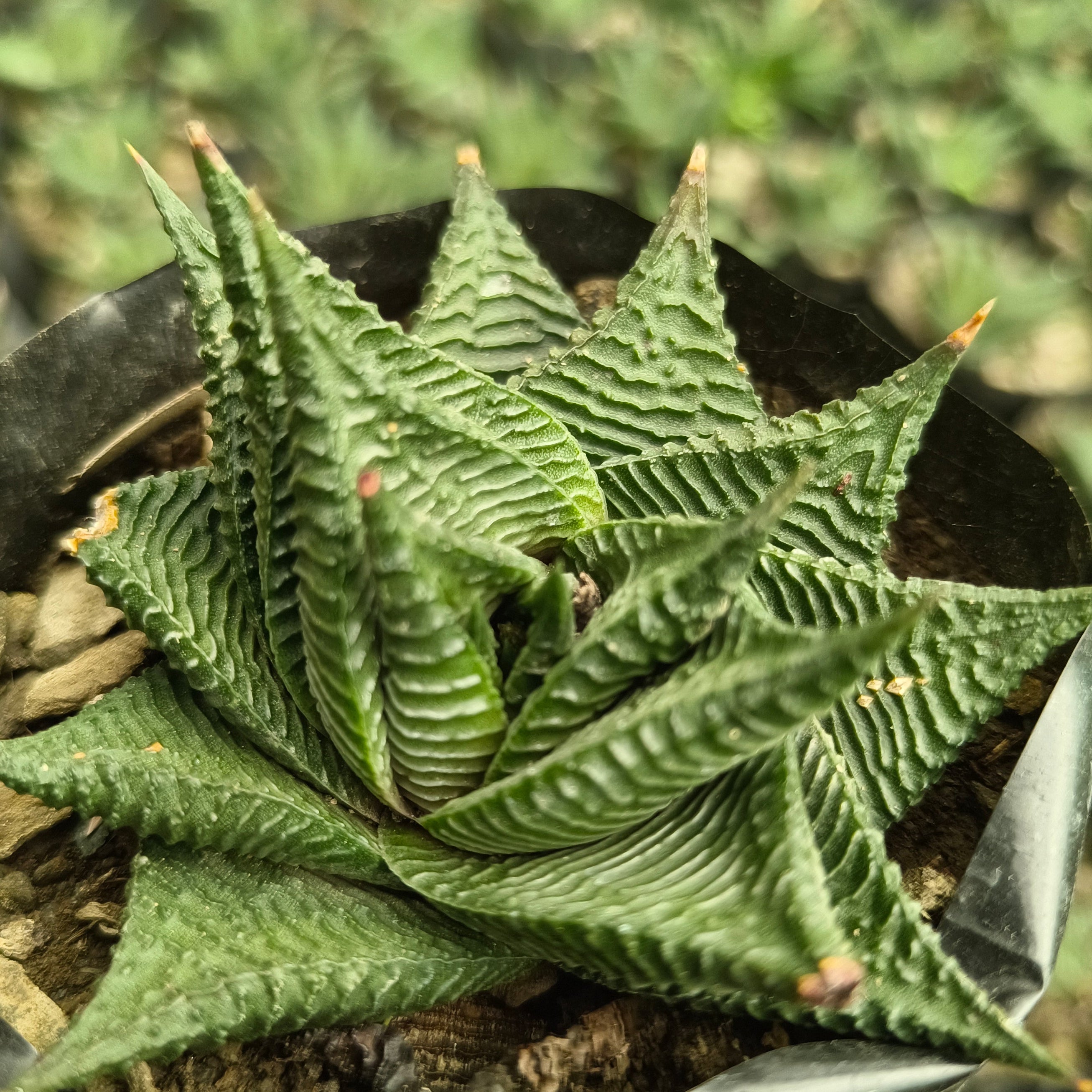 Haworthia limifolia - Succulents Mart