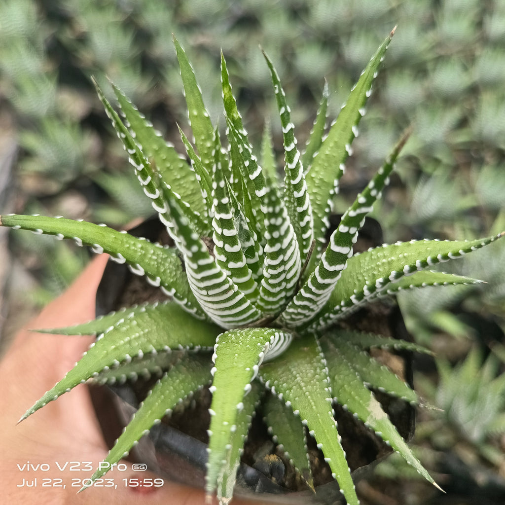 Haworthiopsis attenuata (Haworthia zebra) - Succulents Mart