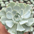 Echeveria elegans (Mexican Snowball, White Rose Succulent) - Succulents Mart