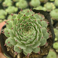 Sempervivum - Succulents Mart