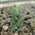Haworthiopsis reinwardtii - Succulents Mart