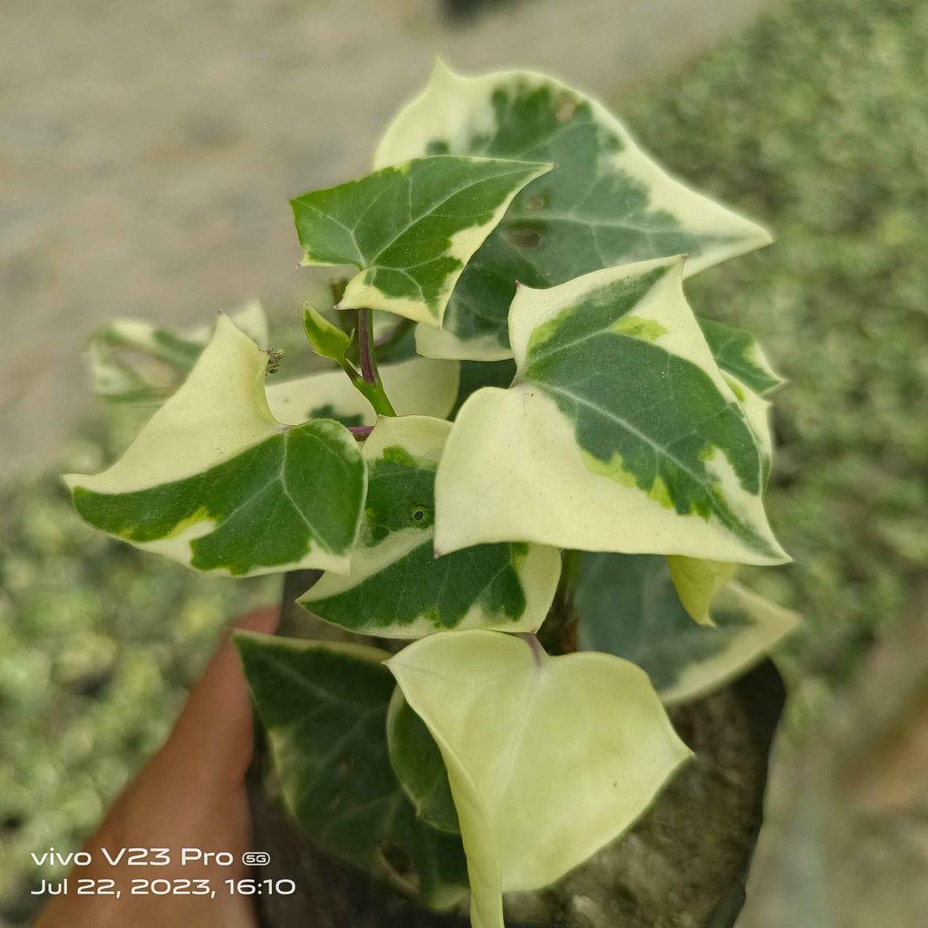 English Ivy (Hedera helix), specifically a variegated cultivar.