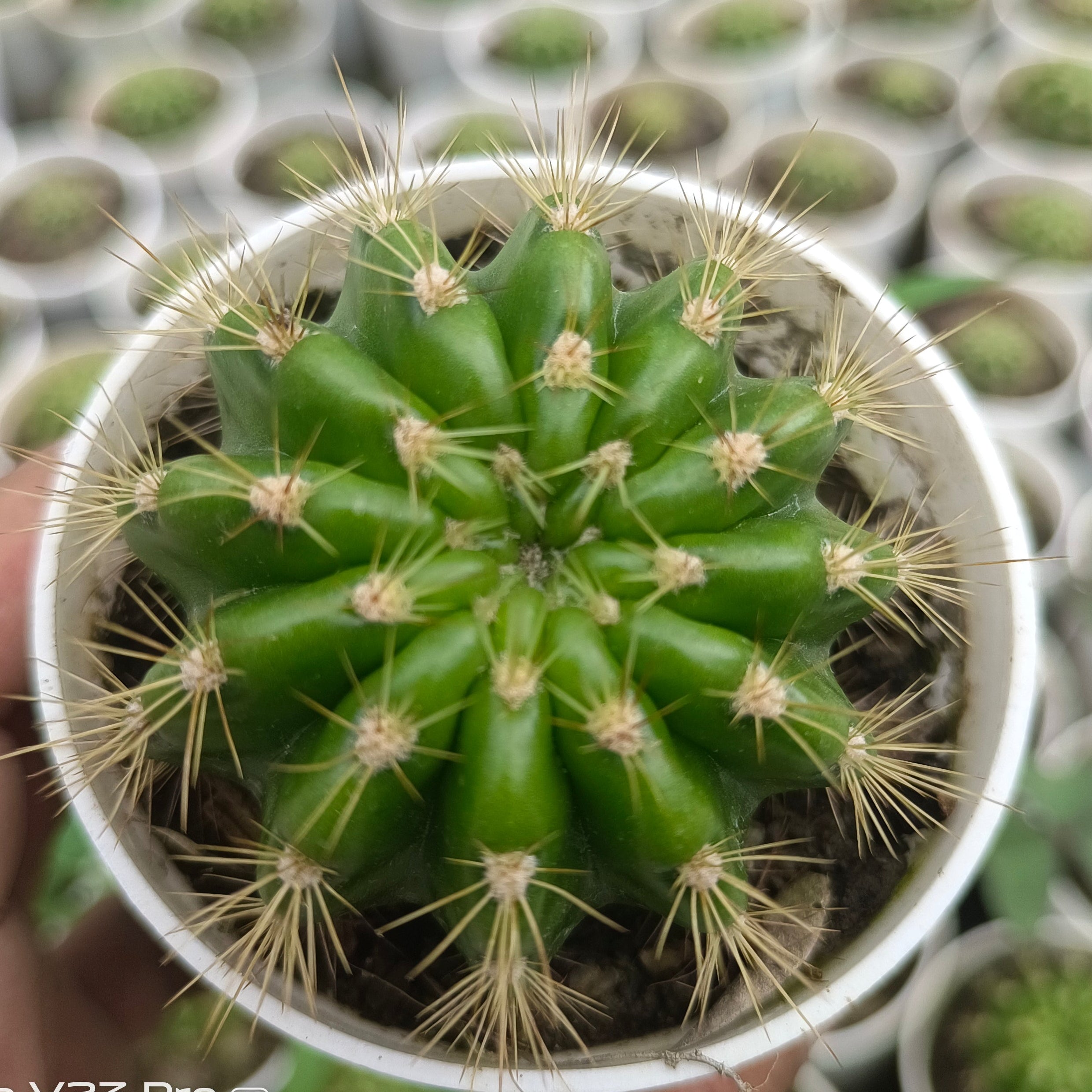 Echinopsis sp. / Easter Lily Cactus) - Succulents Mart