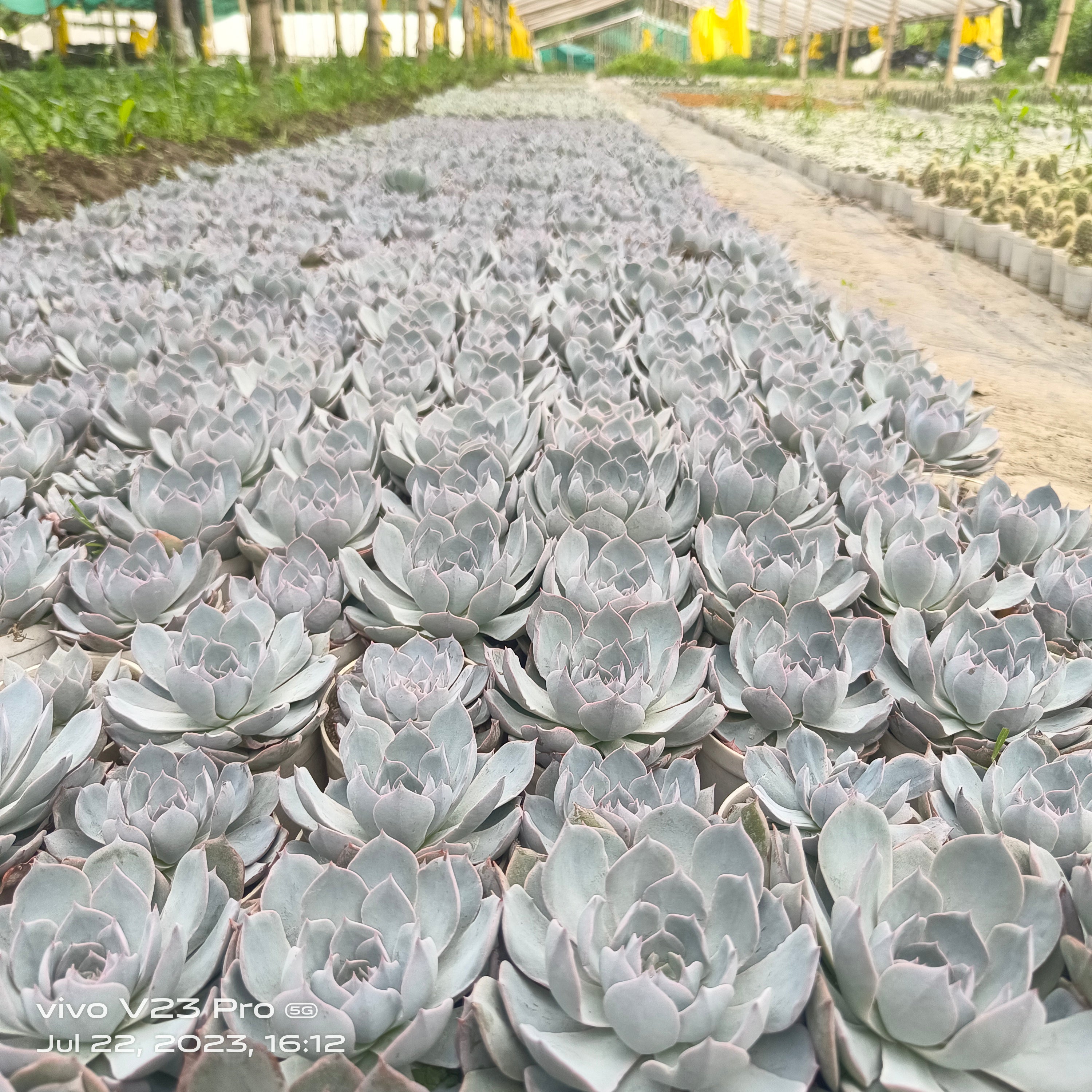 Echeveria ‘Big Blue Bird’ - Succulents Mart