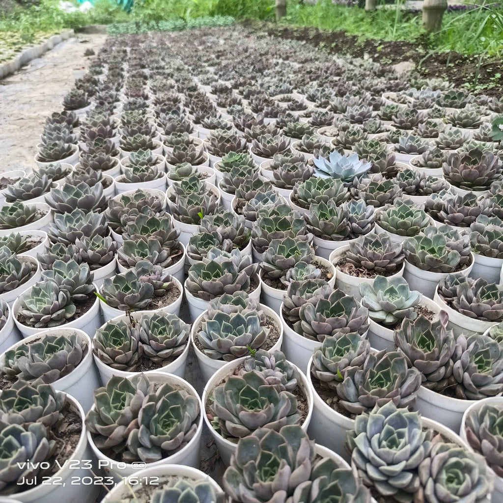 Echeveria Chocolatie