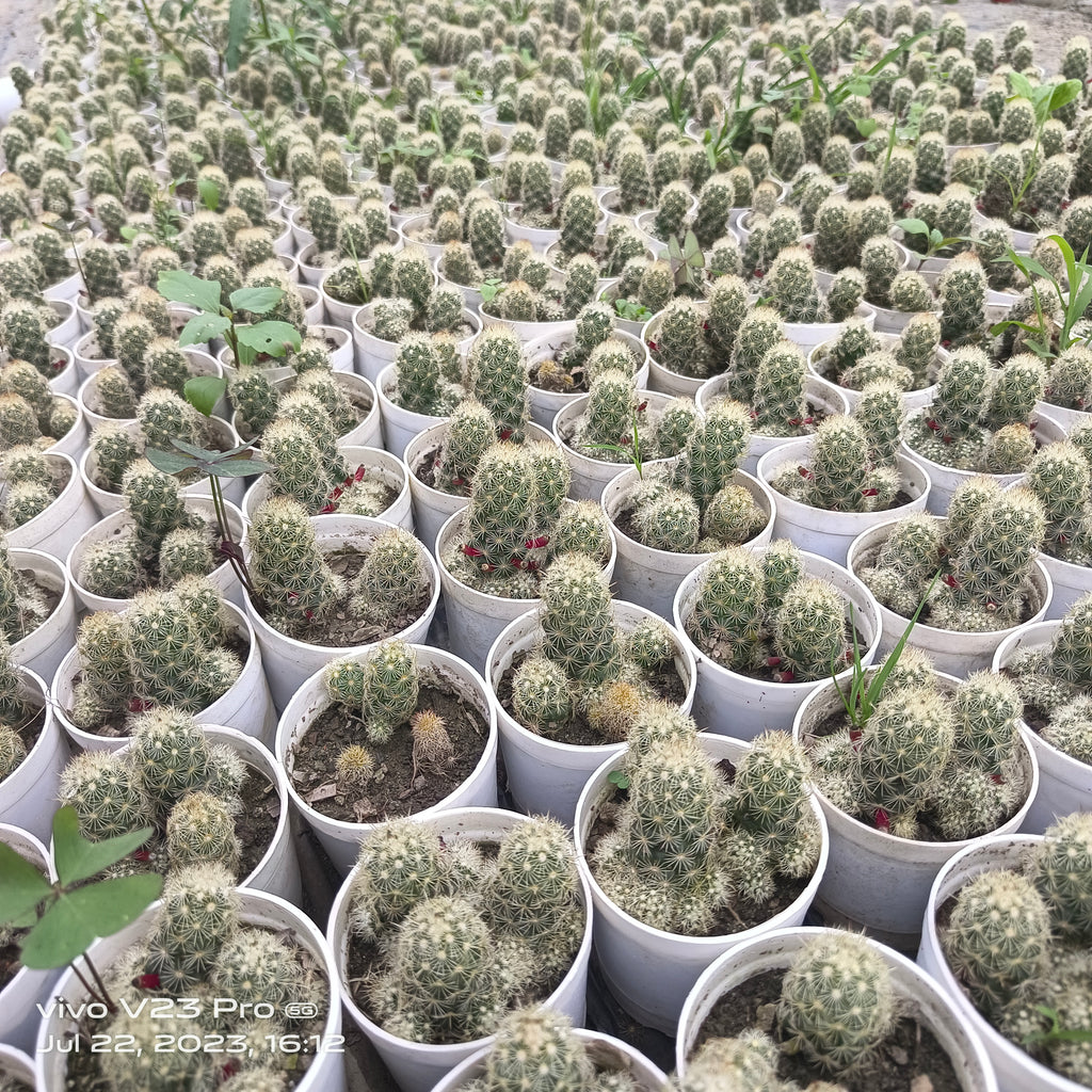Mammillaria elongata / Mammillaria gracilis group - Succulents Mart