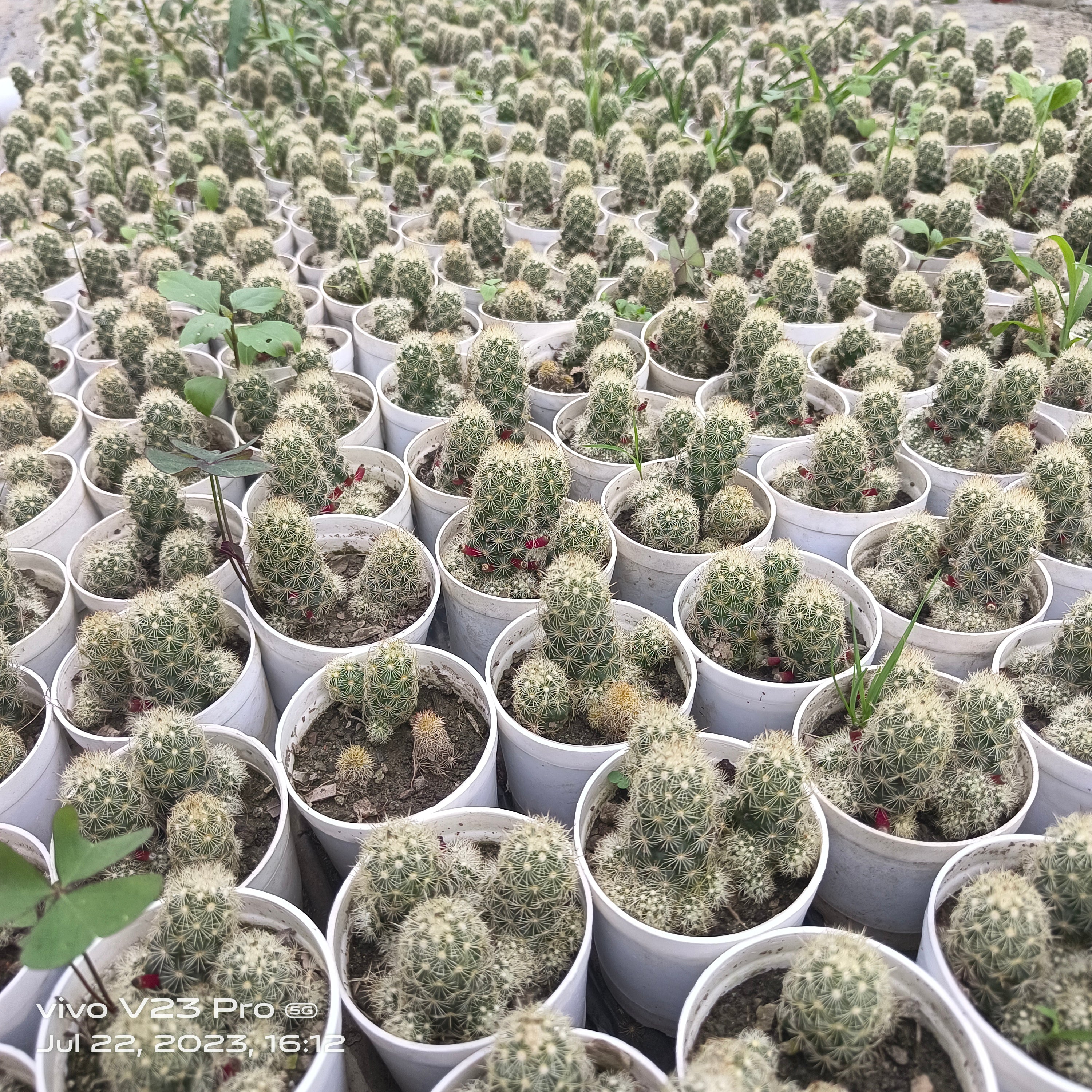 Mammillaria elongata / Mammillaria gracilis group - Succulents Mart