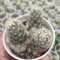 Mammillaria elongata / Mammillaria gracilis group - Succulents Mart