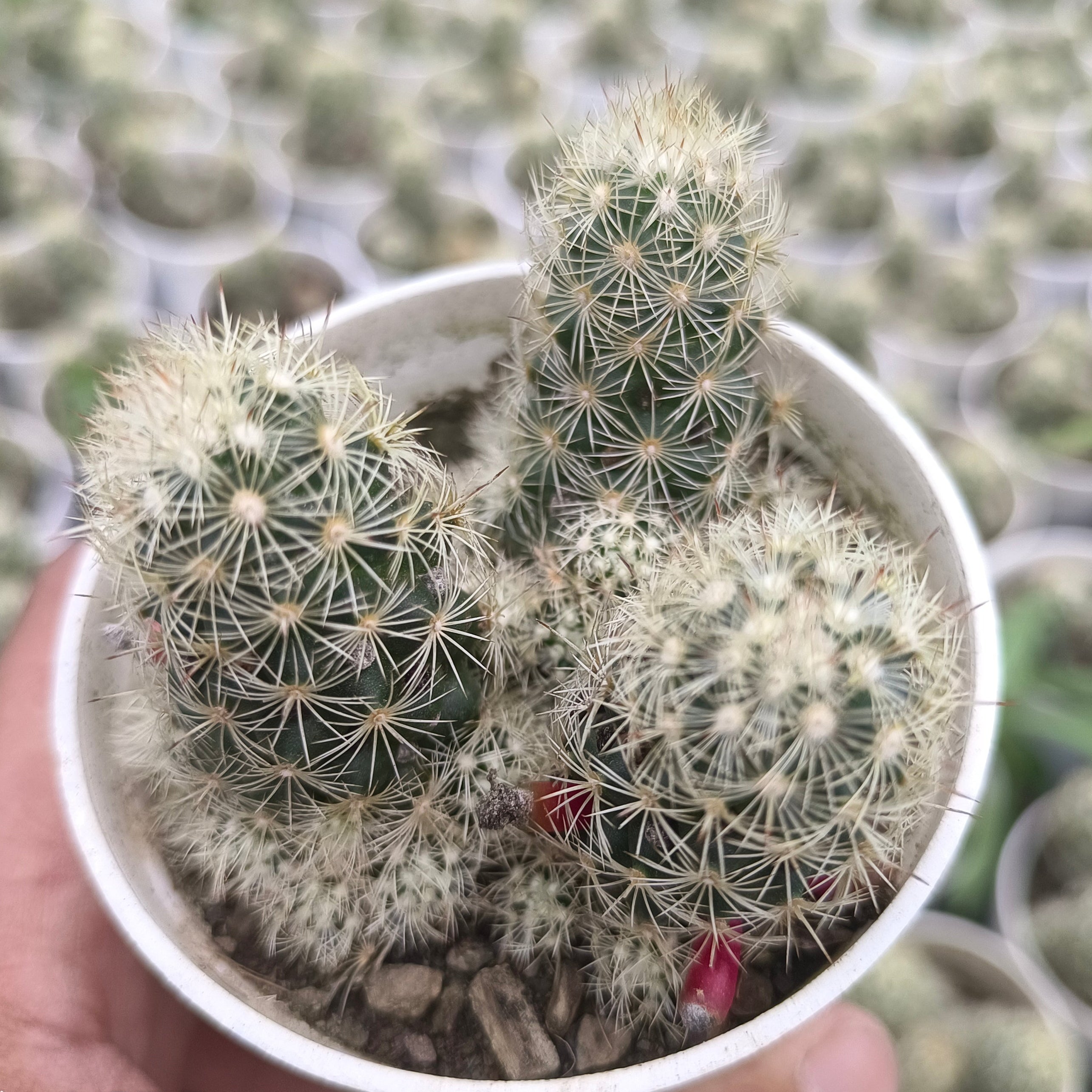 Mammillaria elongata / Mammillaria gracilis group - Succulents Mart