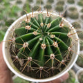 Echinopsis oxygona / Echinopsis eyriesii group - Succulents Mart