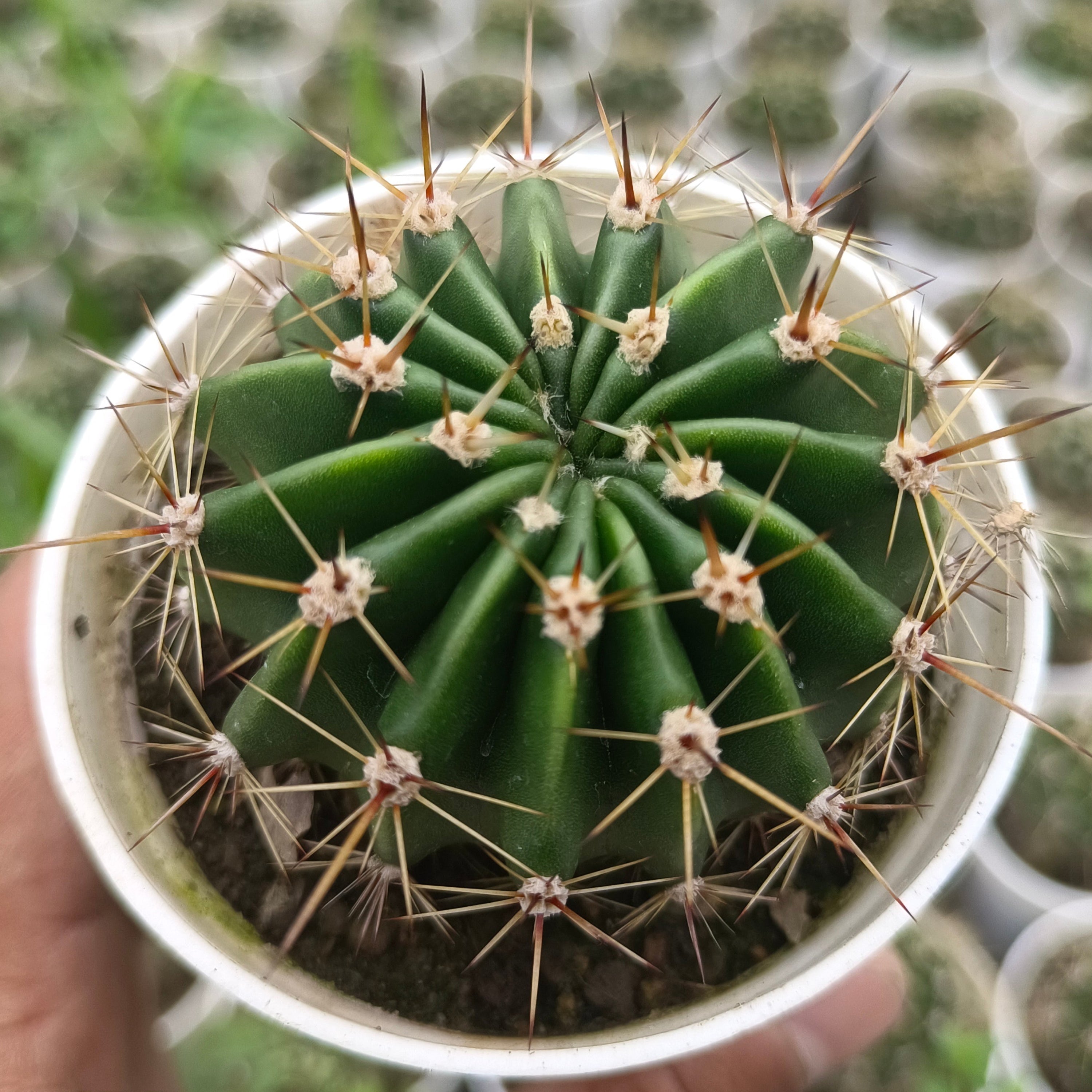 Echinopsis oxygona / Echinopsis eyriesii group - Succulents Mart