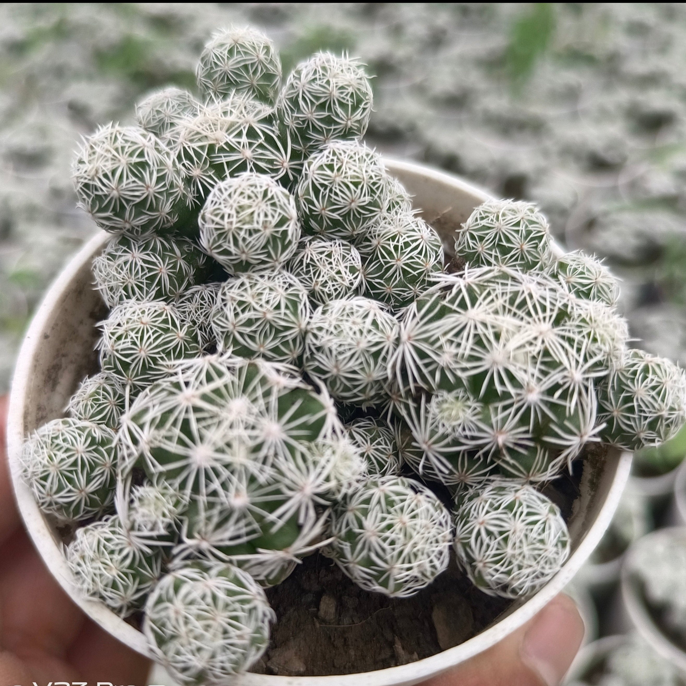 Mammillaria gracilis (syn. Mammillaria vetula ssp. gracilis) - Succulents Mart