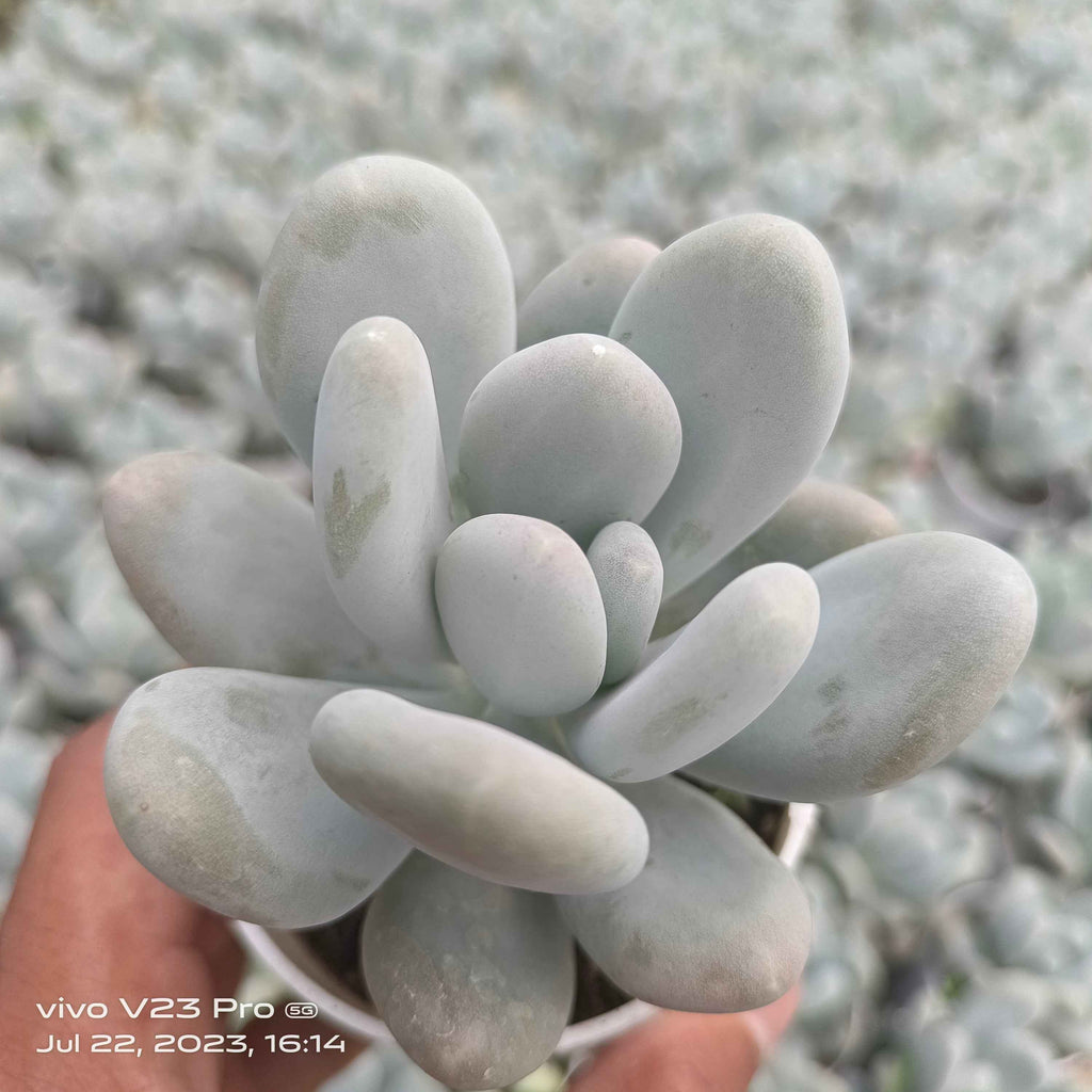 Pachyphytum oviferum ‘Moonstone’