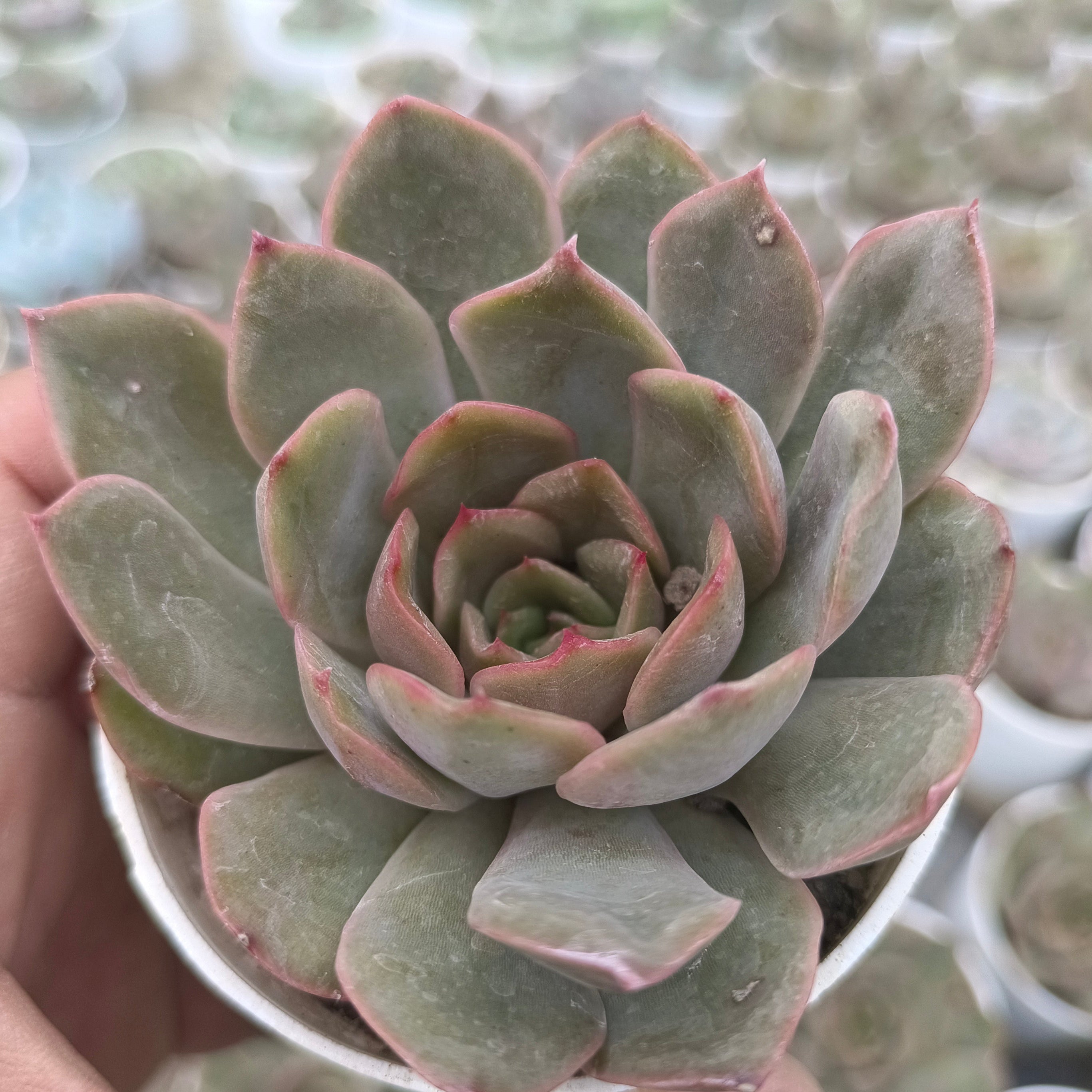 Echeveria ‘Perle von Nürnberg’ - Succulents Mart
