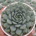 Echeveria ‘Blue Bird’ - Succulents Mart