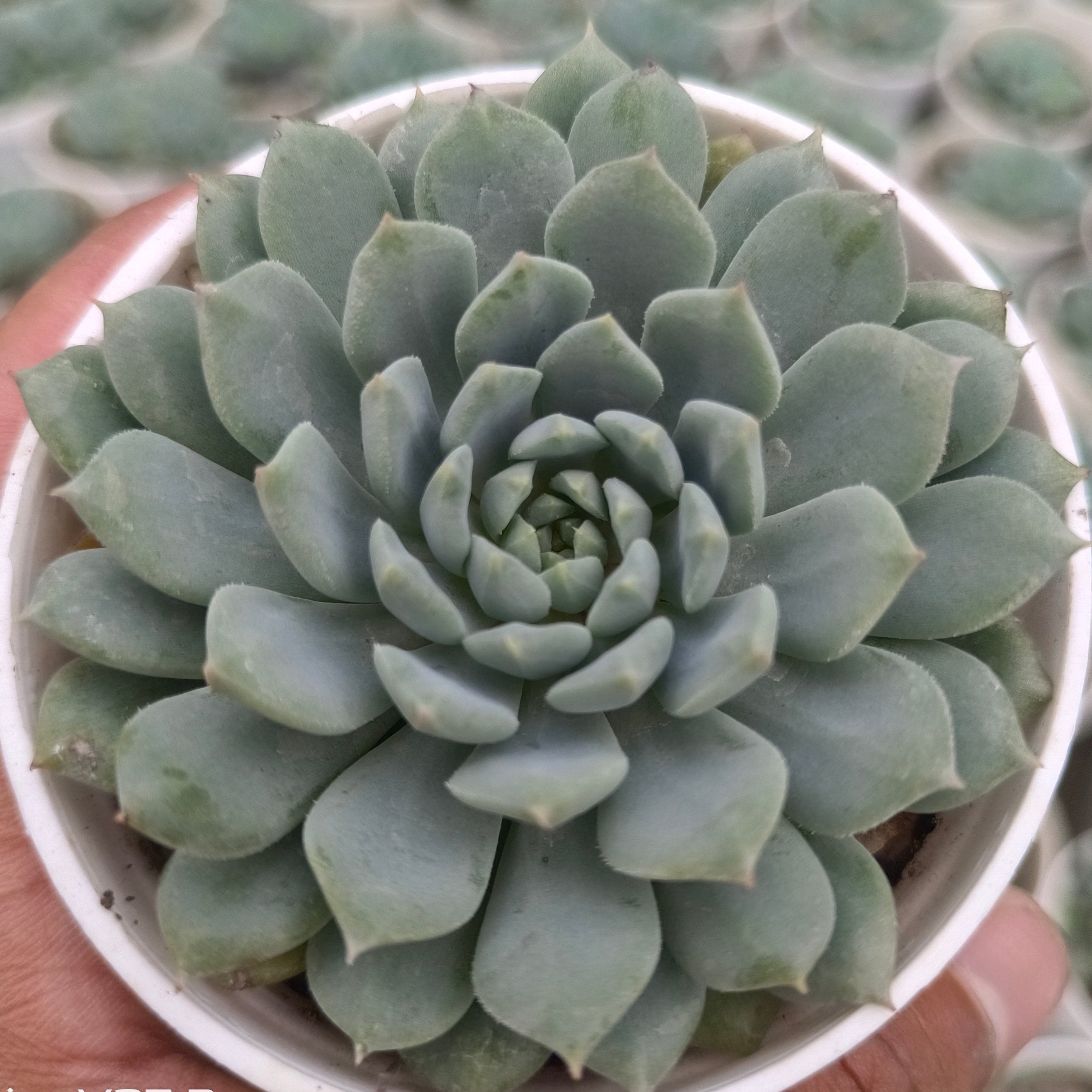 Echeveria ‘Blue Bird’ - Succulents Mart