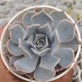 Echeveria ‘Lola’ - Succulents Mart