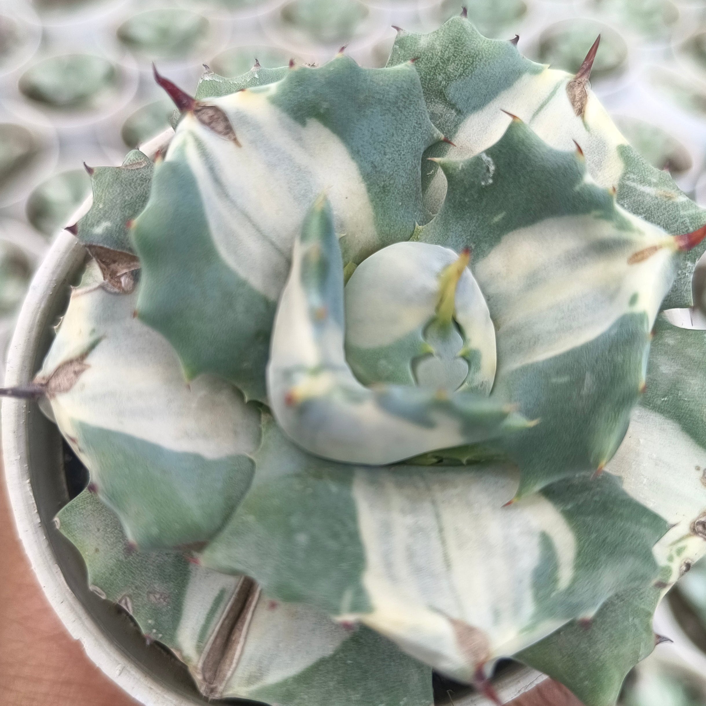 gave potatorum ‘Variegata' - Succulents Mart