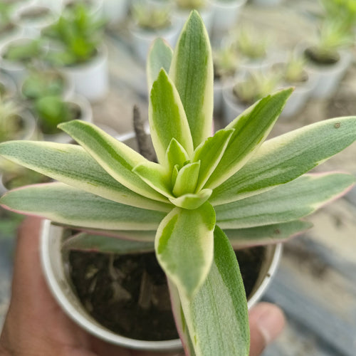 Campfire Variegata - Succulents Mart