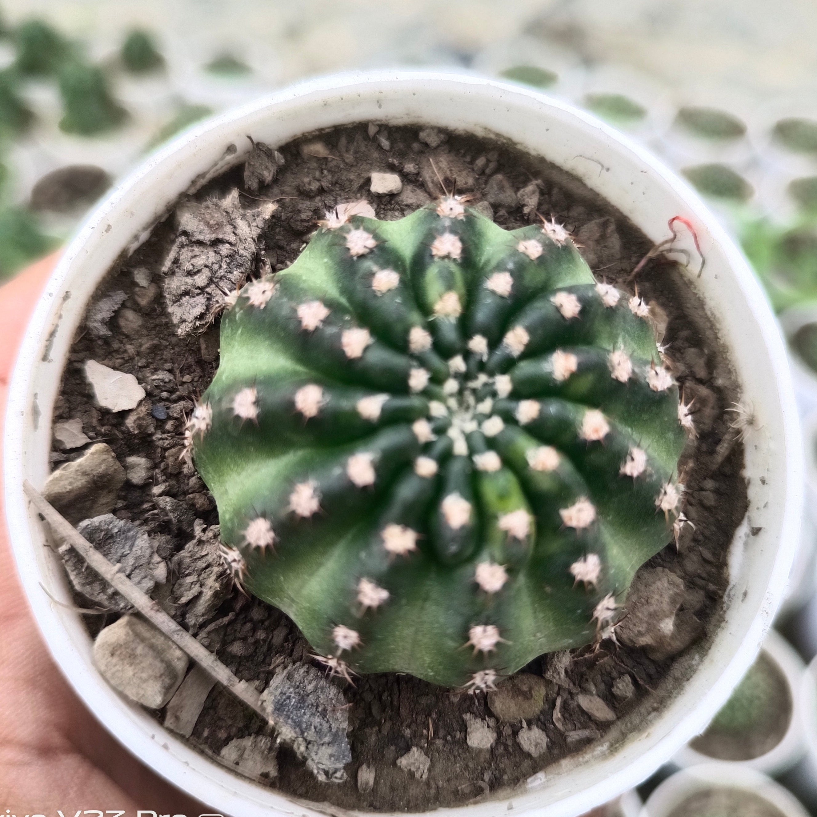 Gymnocalycium anisitsii - Succulents Mart