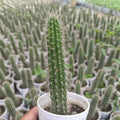 Cleistocactus strausii - Succulents Mart