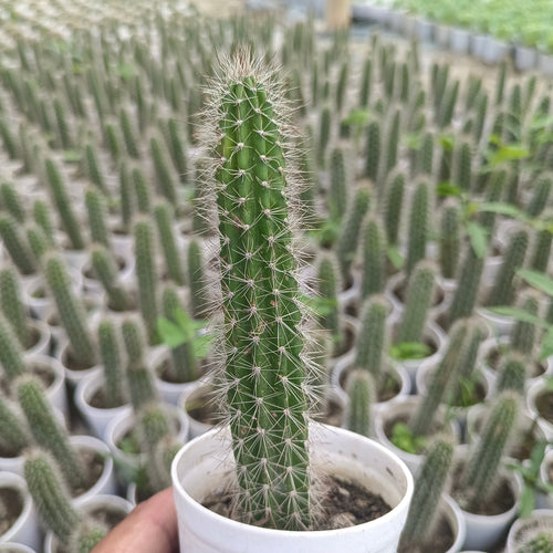 Cleistocactus strausii - Succulents Mart