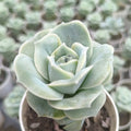 Echeveria Rose - Succulents Mart