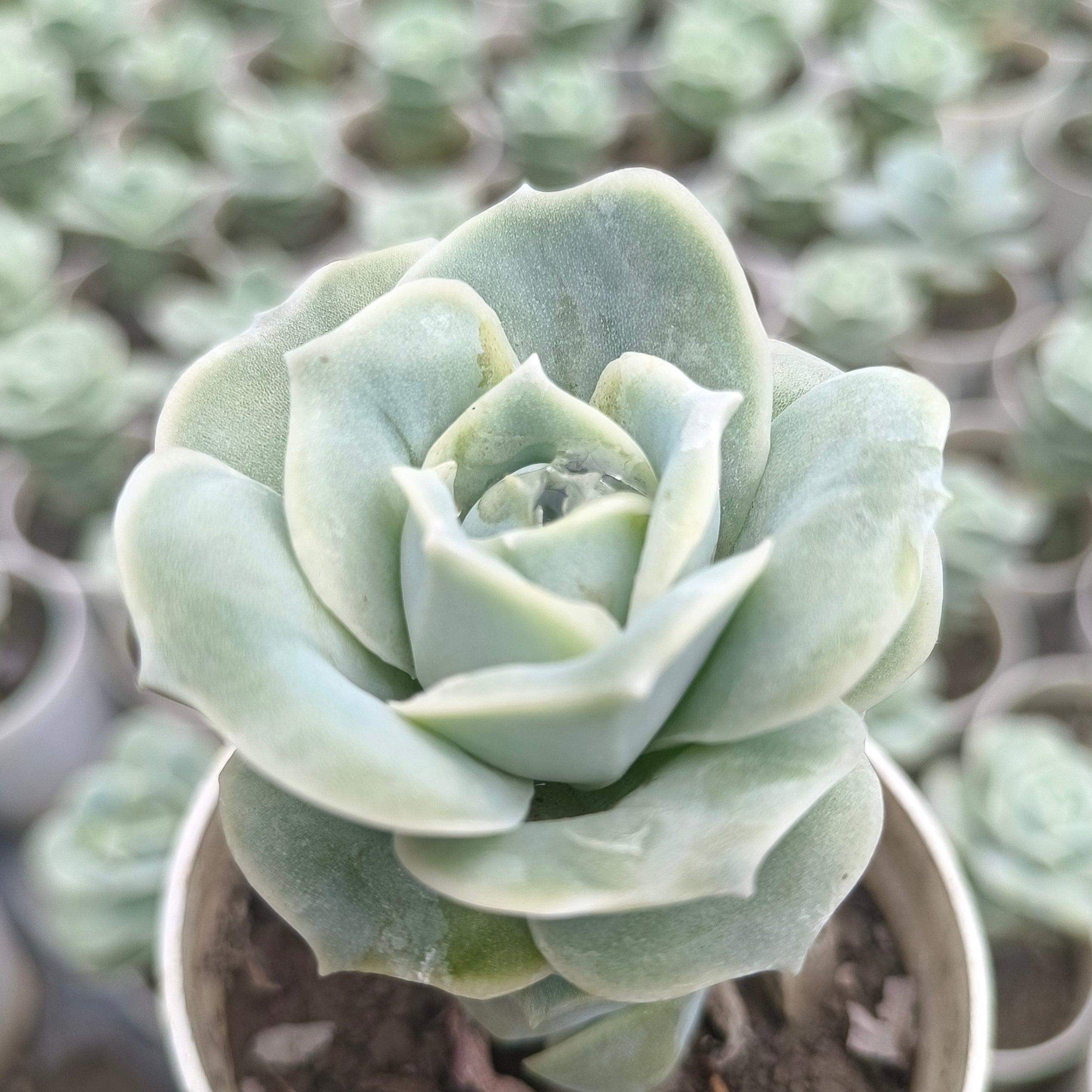 Echeveria Rose - Succulents Mart