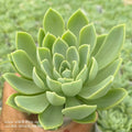 Echeveria (Green Cultivar) PANSY - Succulents Mart