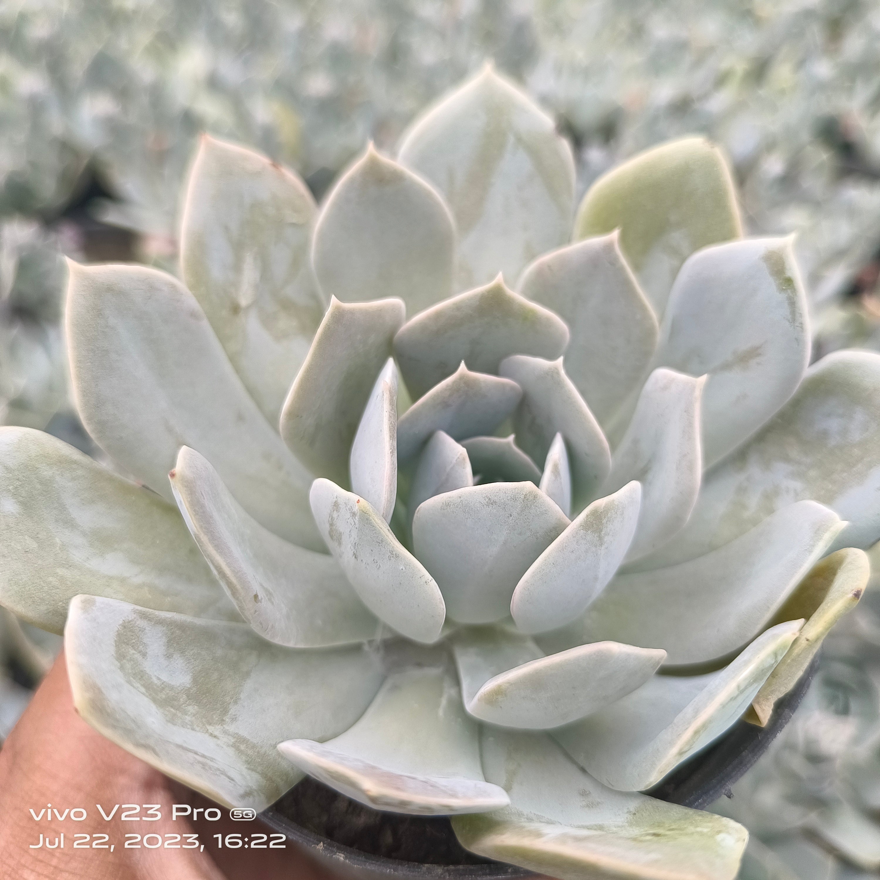 Mexican Snowball - Succulents Mart