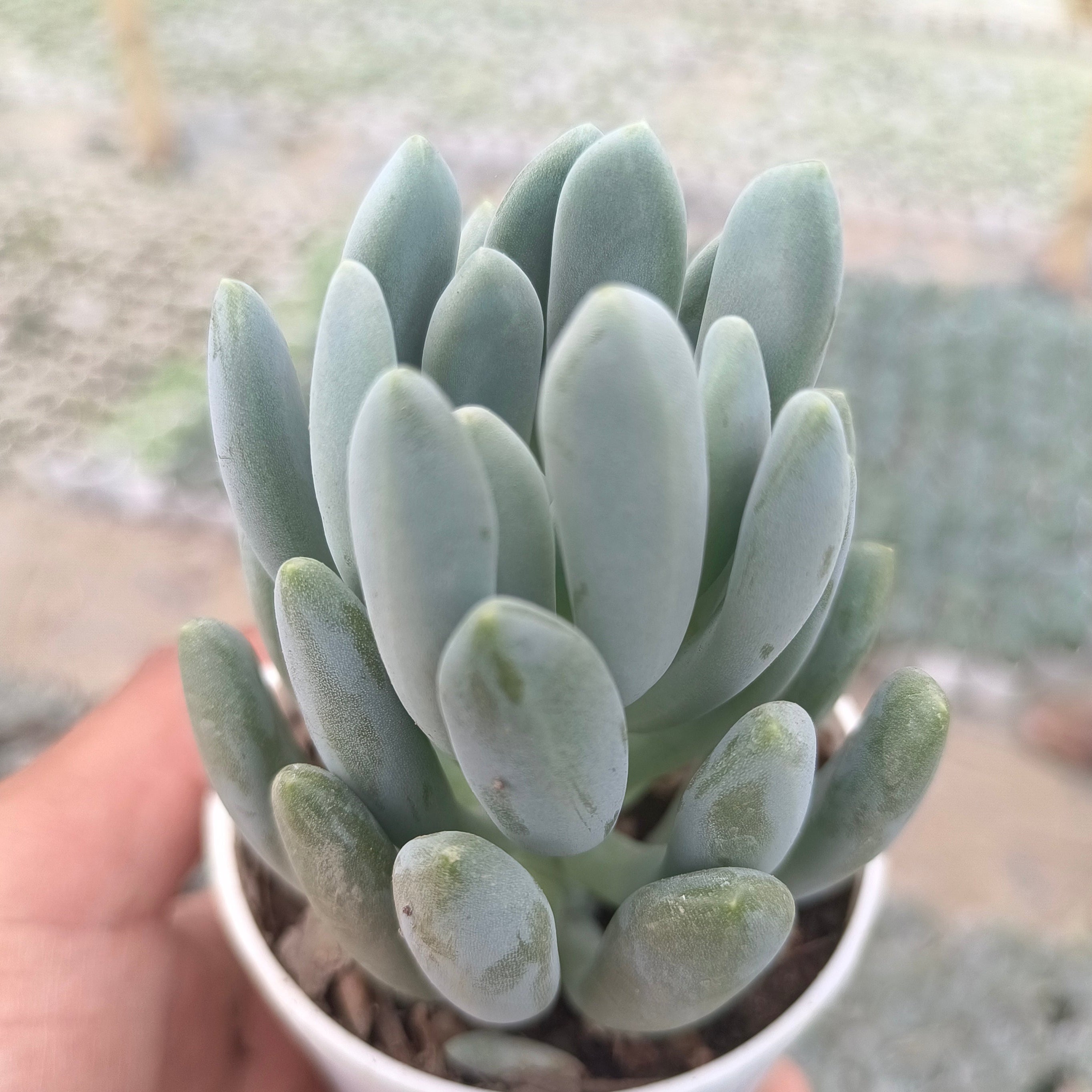 Pachyphytum oviferum - Succulents Mart