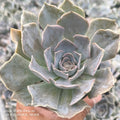 Echeveria Hybrid - Succulents Mart