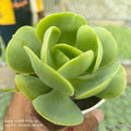 Echeveria pallida - Succulents Mart