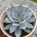 Echeveria Blue bird - Succulents Mart
