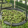 String of Tears Basket - Succulents Mart