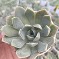 Echeveria elegans (Mexican Snowball) - Succulents Mart