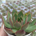 Lipstick Echeveria (Agave-leaf Echeveria) - Succulents Mart