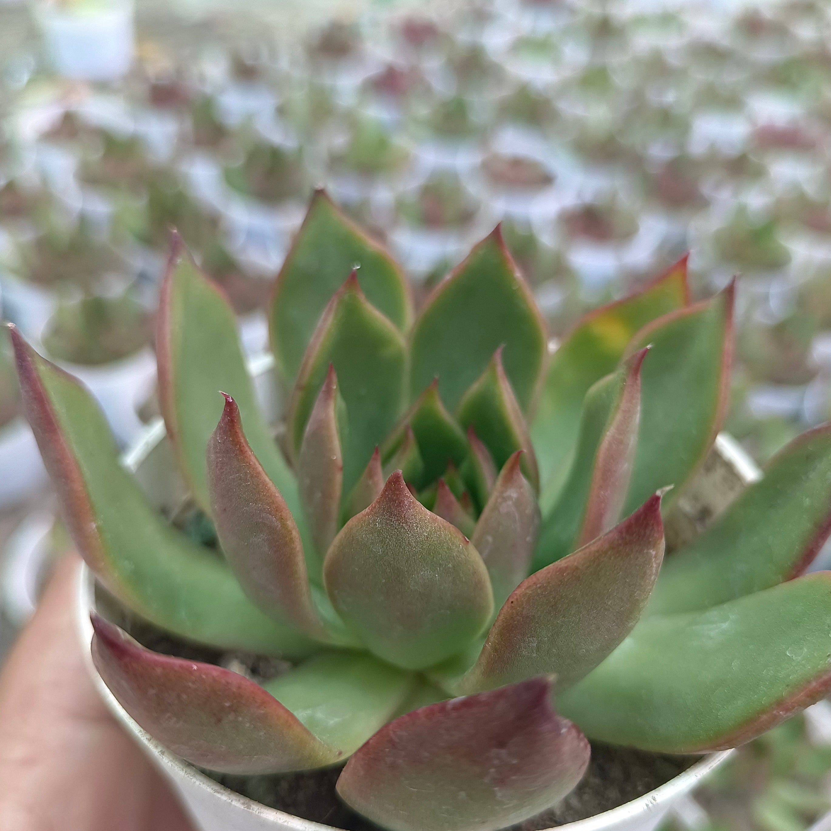 Lipstick Echeveria (Agave-leaf Echeveria) - Succulents Mart