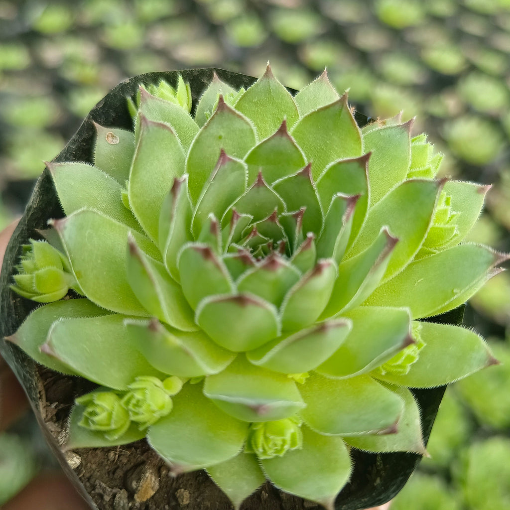 Sempervivum (Laxmikamal) - Succulents Mart